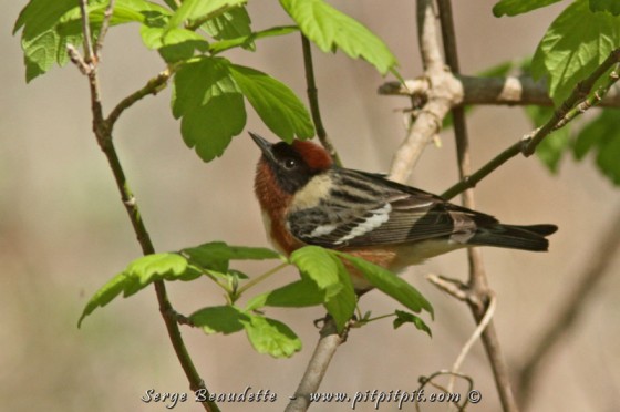 Paruline à poitrine baie