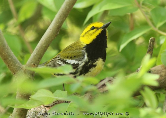 Paruline à gorge noire