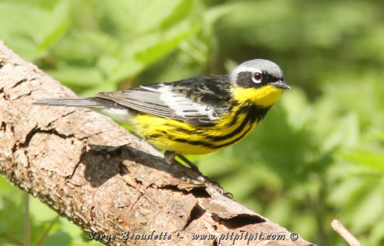 Paruline à tête cendrée 