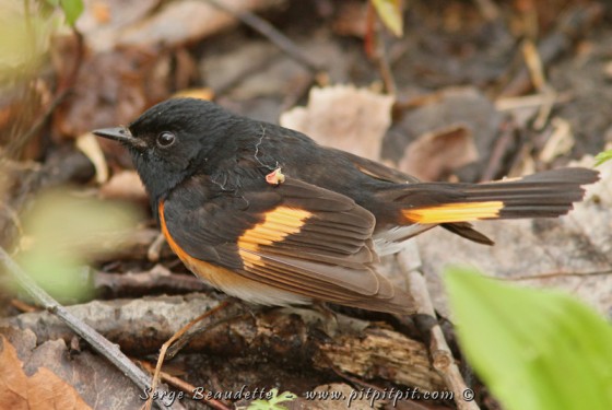 Paruline flamboyante