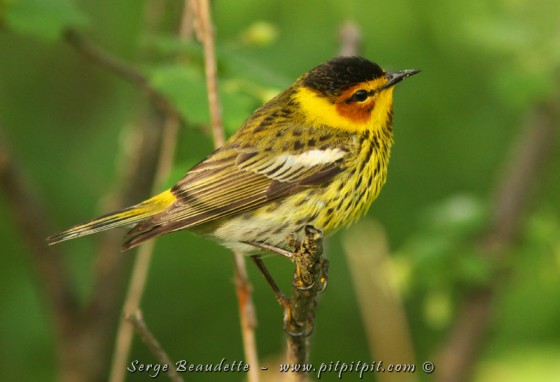 Paruline tigrée