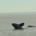 Baleine_franche_australe_Peninsula_de_Valdez_Xavier_Amigo_1074-2