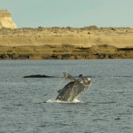 Baleine_franche_australe_Peninsula_de_Valdez_Xavier_Amigo_1136-2