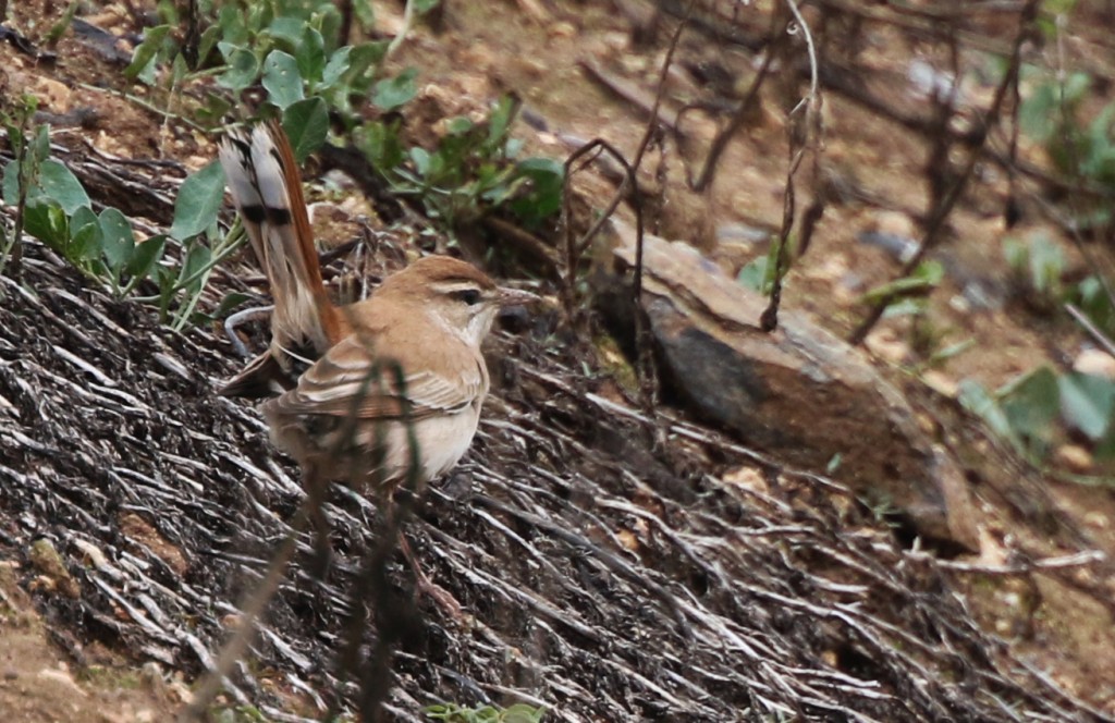 C’est aujourd’hui que nous tentions 3 des espèces parmi les plus INCERTAINES du circuit... Et! ...nous les avons TOUTES VUES!!! C'est presque incroyable! L’une d’elles, l’Agrobate roux, nous a montré toutes les particularités de ses couleurs, de sa posture, dans un environnement où il se confond à merveille…! 