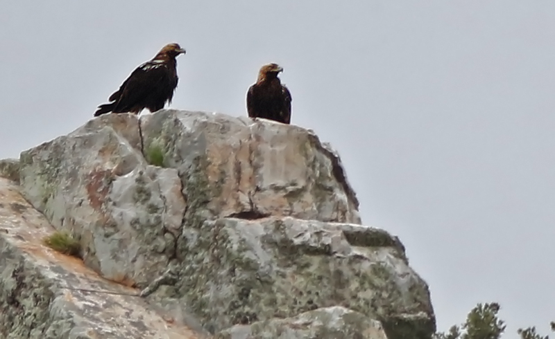 Après un excellent et très copieux (sur-abondant serait plus juste!) diner (comme toujours!!!), nous continuons nos observations dans le parc, et notre observation la plus notable sera une des PLUS EXTRAORDINAIRES observations de TOUT LE VOYAGE!!!! ...Alors que nous avions vu, trop rapidement et de très loin un immature de l'AIGLE IBÉRIQUE, le seul Endémique possible du voyage, nous en trouverons 2 ADULTES!!! Perchés sur le haut d'une falaise, bien à la vue, nous pourrons les observer pendant plus d'une heure!!!
