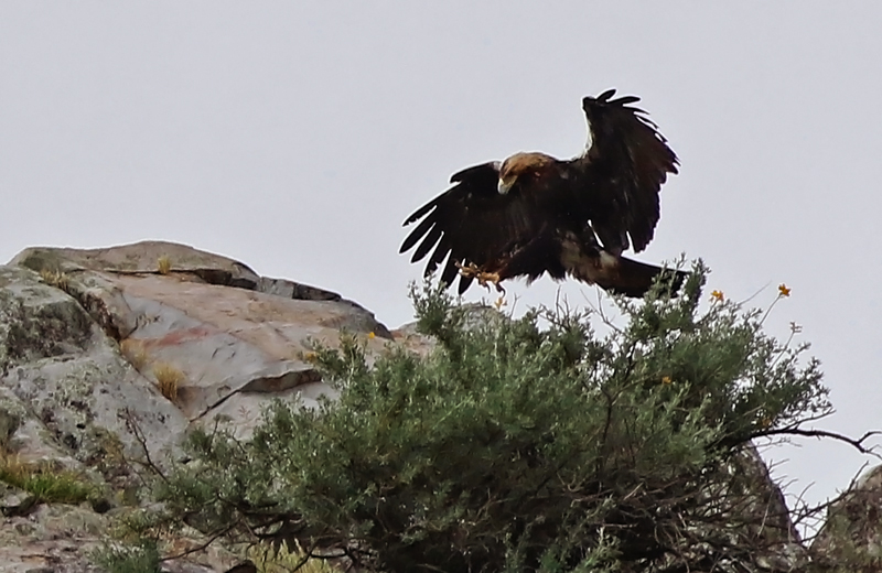 Bref, une observation hors du commun d'une espèce toute aussi hors du commun, rare, menacée et recherchée! (Photo de Daniel Jauvin)