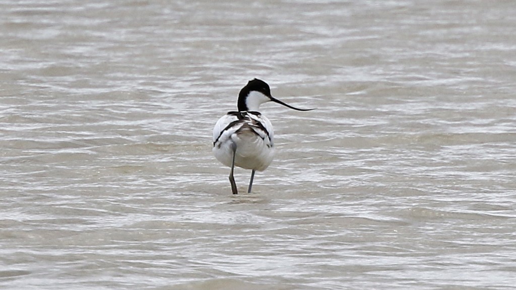 Aussi, la magnifique et très élégante Avocette élégante (justement!)! (Photo de Daniel Jauvin du voyage)