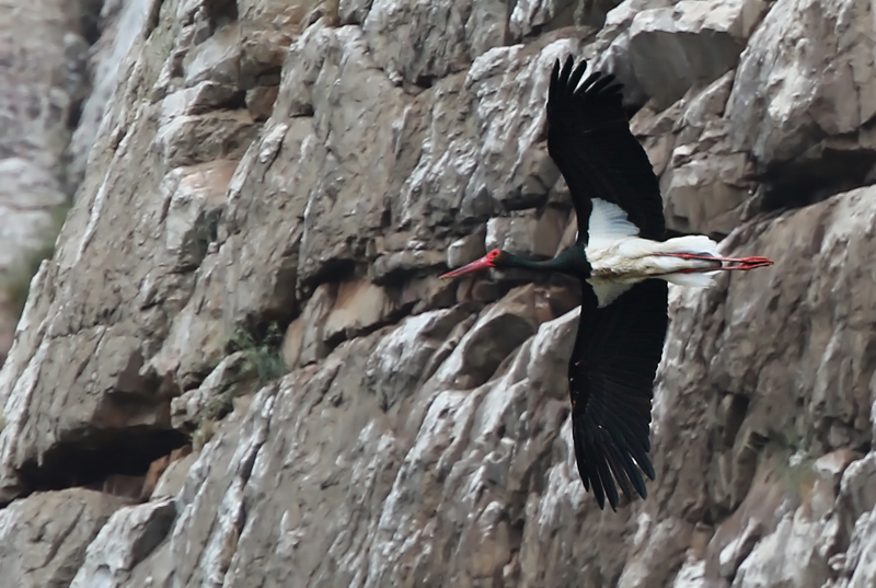 De là, nous verrons nos premières très recherchées, menacées et protégées Cigognes noires!!! (Photo de Daniel Jauvin)