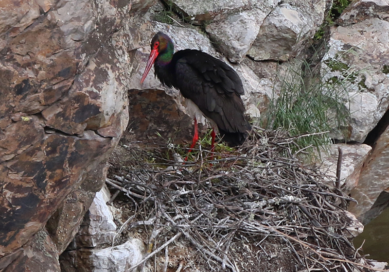 Nous aurons même la grande chance de trouver un nid et observer les tous petits bébés! Du même endroit, nous verrons des nids de Vautours fauves, et même un nid de Faucon pèlerin, tous deux, avec des jeunes dedans. (Photo de Daniel Jauvin)