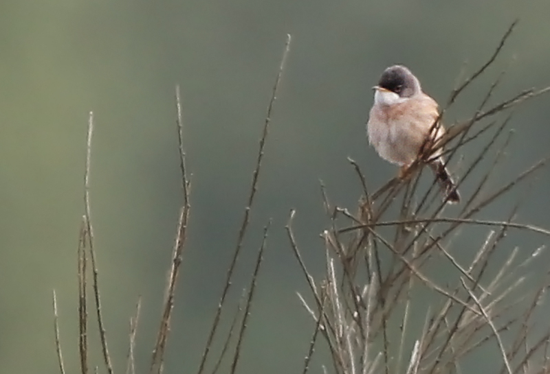 Sur la route, nous faisons 2 arrêts ornithologiques. Le premier est un site vraiment méconnu, déniché quasiment par déduction par nos 2 guides prodiges! C’est pour aller voir principalement des Fauvettes! Ce sont les vis-à-vis Europe de nos Parulines d'Amérique! Assez que nos parulines ont été appelées "fauvettes" jusqu'à il y a une trentaine d'années! (Fauvette à lunettes, photo de Daniel Jauvin)
