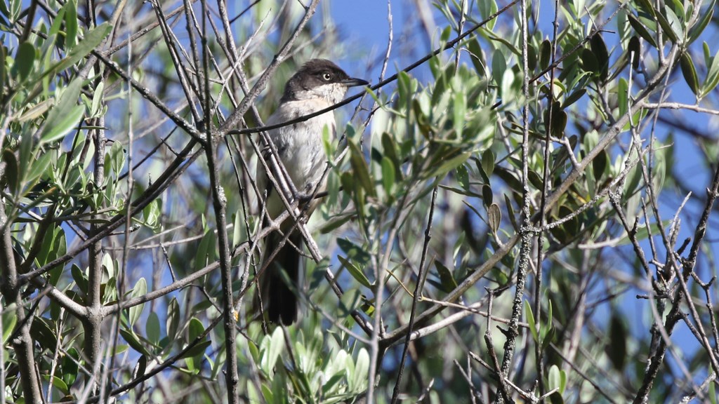 Un arrêt sur la route pour l'espèce de Fauvette d'entre toutes qui sera la plus localisée et la plus difficile à trouver et à voir: la Fauvette orphée. Presque trop facile...! En moins de 10 minutes, nous en repérons une! Et tous auront la chance de l'observer!!! Ce qui n'était absolument pas gagné! C'est même un TOUR de force! Disons que ça commence en force!!! ...Ou que ça se poursuit sur l'incroyable chance que nous avons depuis le début du voyage! (Photo de Daniel Jauvin)