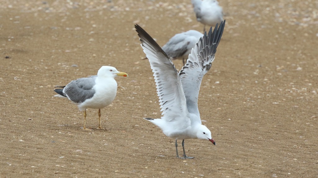 Avant de prendre la route vers ce changement de décors, une halte dans de nouveaux milieux humides, mais salés cette fois, nous donne la chance de voir une panoplie d'espèces de limicoles (oiseaux de rivage) et de laridés (mouettes, goélands, sternes) qui manquaient à notre liste, étant donné les niveaux d'eau trop haut par endroits, ce qui était toutefois excellent pour les autres espèces que nous voulions voir! (Ici, Goéland d’Andouin et Goéland leucophé) (Photo de Daniel Jauvin)