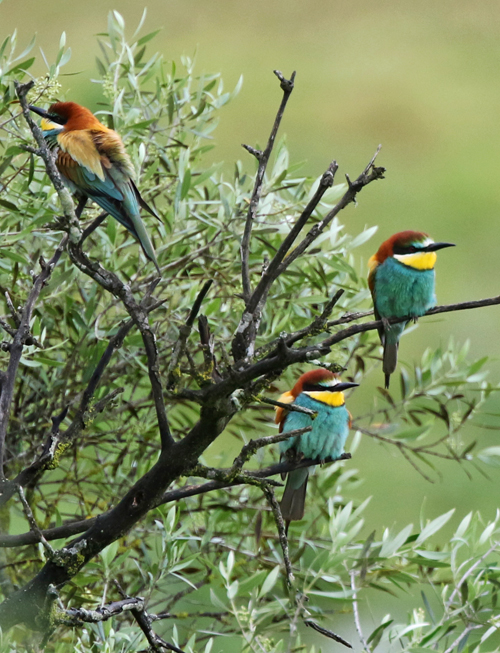 Et nous reverrons tout au long de la journée, les très spectaculaires espèces que sont les Guêpiers d'Europe, les Huppes fasciées et les Pies bleues! Une journée exceptionnelle, avec 97 espèces!!! L’observation la plus exceptionnelle de la journée a été celle d’une des espèces LES PLUS RARES DU VOYAGE… Nous verrons la SARCELLE MARBRÉE dont il reste MOINS DE 100 couples dans tout l’Espagne!!! 