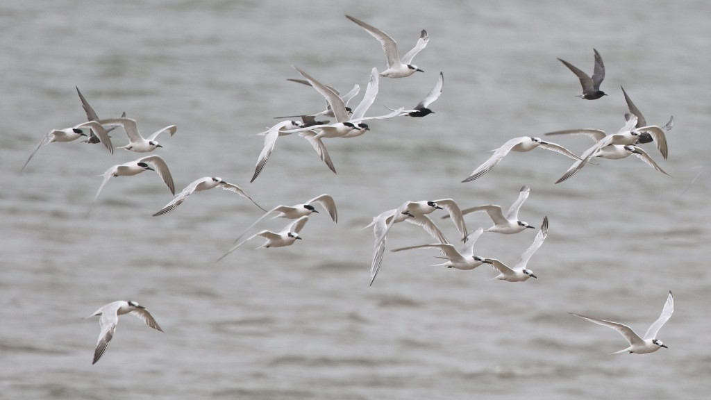 Une autre de ces espèces a beaucoup surpris nos guides qui ne s’y attendaient absolument pas… Il s’agit de l’apparition, parmi des Guifettes noires, d’une Sterne LEUCOPTÈRE!!! Très bien vue avec ses ailes pâles caractéristiques par tous les membres du groupe! (Photo de Daniel Jauvin)