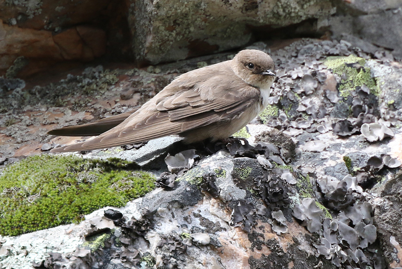Au même endroit, sans bouger les pieds, en moins de 20 minutes, nous verrons transporter de la nourriture, nourrir des jeunes, et entrer au nid: des Hirondelles des rochers, des Mésanges bleues, des Bruants fous, le très attendu Rouge-queue noir, et un couple de SPLENDIDES Monticoles bleus, que nous verrons mieux que jamais ici!!!!! (Photo d'Hirondelle des rochers de Josée Rousseau)