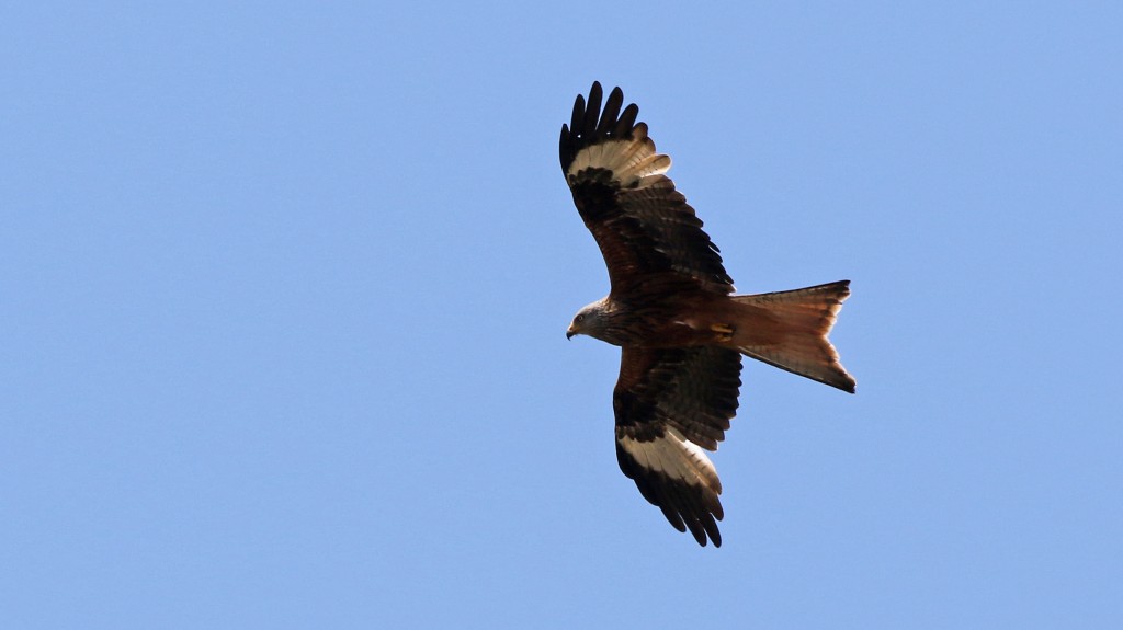 …Son très rare cousin, le Milan royal, vu une seule fois! (Photo de Daniel Jauvin)