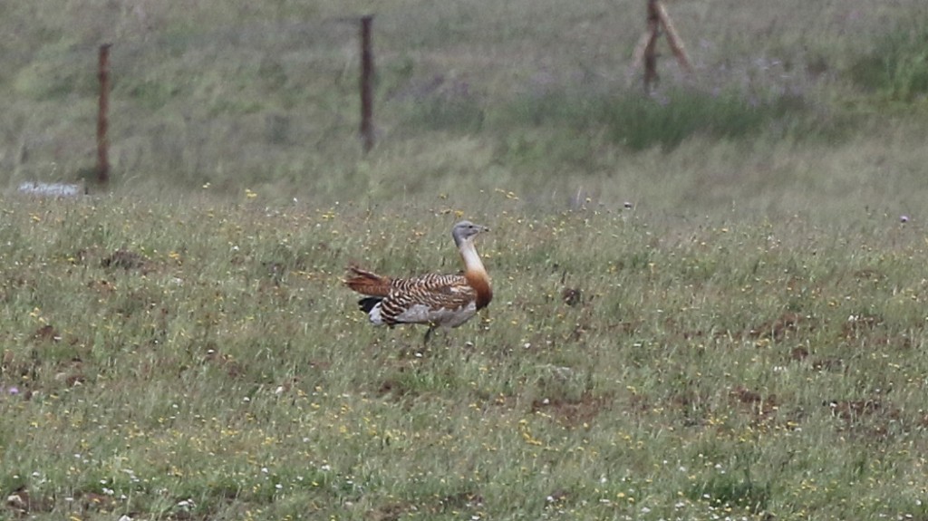 Encore une fois, la journée se termine après une multitude de moments forts, une grosse ceuillette de nouvelles espèces et dans mon cas, 12 lifers! Dire qu'une autre journée toute pleine de magie nous attend demain encore!   (Outarde barbue, Photo de Daniel Jauvin)
