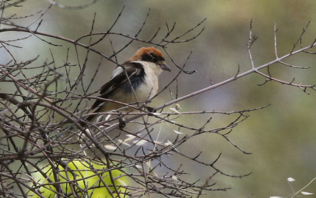 Aujourd'hui, nous quittons la région de l'Andalousie pour une toute nouvelle région, celle du très réputé parc de Monfraguë, plus au nord. Sur la route et en nature, nous verrons quelques espèces de Pie-grièche, dont celle à calotte rousse! (Photo de Daniel Jauvin)