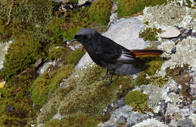 ...Hum... Le Rouge-queue noir!!! Tout le monde avait hâte de le voir celui-là! Et c'est notre premier!!!