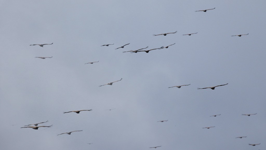 Le matin, ils attendent que les courants chauds commencent à monter avant de s'envoler. Comme cette condition atmosphérique est attendue de tous les vautours, dès que ça se produit, ils décollent presque tous en même temps!!! C'est un spectacle TELLEMENT grandiose!!! ...C'est très difficile à décrire!!! (Photo de Daniel Jauvin)