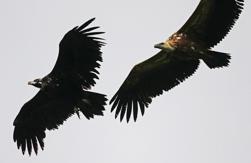 Les vautours des 3 espèces (fauve, moine et percnoptère d'Égypte) sont encore présents en très grand nombre, tous décollés de la falaise au moment de notre arrivée puisque les ascendances thermiques dans lesquelles ils volent, en temps ensoleillé, se forment beaucoup plus tôt! (Ici, un Vautour moine et un Vautour fauve qui volent ensemble! Photographiés par Daniel Jauvin)