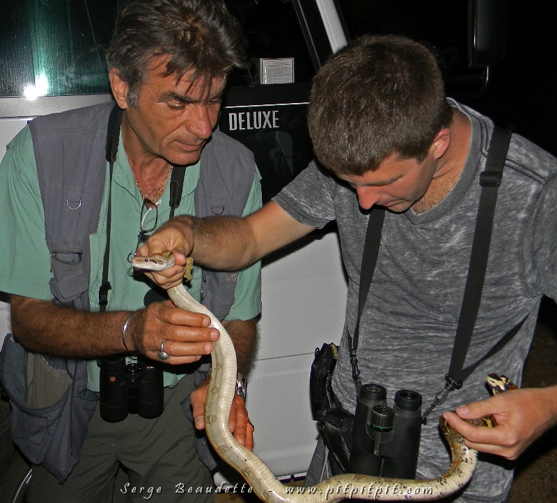 Moi et Jean-Jacques, notre guide du Costa Rica, examinions avec beaucoup d'intérêt ce beau Boa constrictor... et plusieurs ont dépassé leurs peurs habituelles pour toucher à sa peau douce et d'une texture surprenante et agréable!