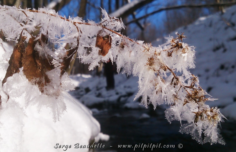 Ces plumes de glace couvrent toutes les branches qui m'entourent!!! Comme si, par leur duvet, elles pourraient réchauffer les pousses de toutes sortes dans cette journée de grand froid!