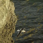 Dolphin_Gull_Peninsula_de_Valdez_Xavier_Amigo_493-2
