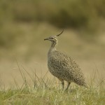 Elegant_Crested-Tinamou_Peninsula_de_Valdez_Xavier_Amigo_6-2