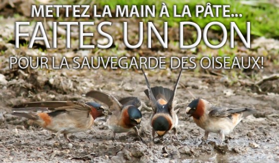 Faites-un-don-montage