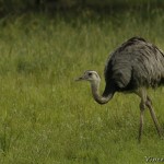 Greater_Rhea
