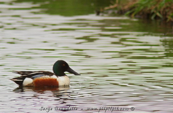 Notre toute première espèce a été le Canard souchet.