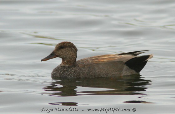 Un autre canard moins coloré mais tout aussi élégant: le Canard chipeau.