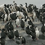 Imperial_Cormorant_6