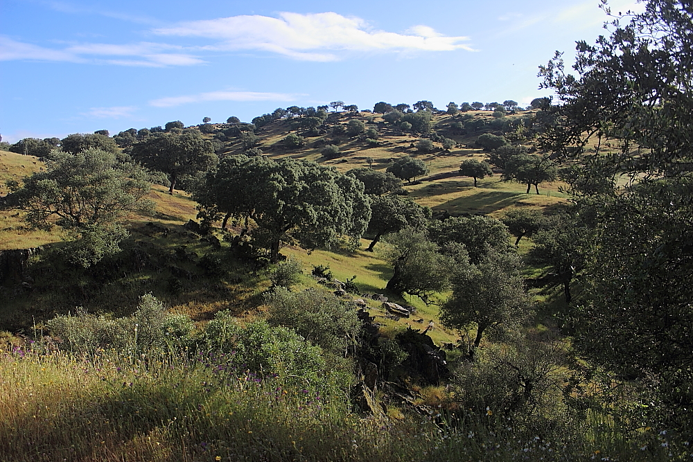 Après un bon déjeuner, nous allons donc explorer les plaines vallonnées parsemées de chênes liège éparses, les steppes gorgées de fleurs, les prairies à perte de vue, des paysages magnifiques, à la recherche des oiseaux spéciaux de ces nouveaux habitats. (Photo de Claude Dubé)