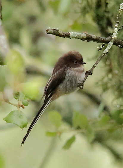 Et je ne pouvais me retenir de vous mettre une autre photo de la magnifique Mésange à longue queue, prise celle-ci par Josée Rousseau.