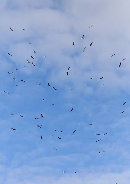 Nous verrons des courants ascendants avec une centaine de ces géants dedans!!! (Photo de Josée Rousseau)