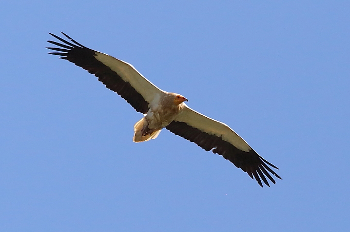 Comme nouvelle espèce, il y a le plutôt rarissime Percnoptère d'Égypte!!! Le 3e des vautours qui peuvent être vus ici. Nous les avons donc tous vus! (Photo de Josée Rousseau)