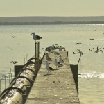 Kelp_Gull_Trelew_Xavier_Amigo_372-2