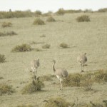 Lesser_Rhea_Peninsula_de_Valdez_Xavier_Amigo_602-2