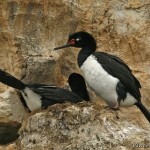 Magellanic_Cormorant