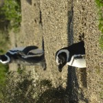 Magellanic_Penguin_Peninsula_de_Valdez_Xavier_Amigo_418-2
