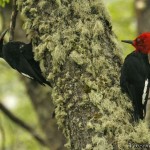Magellanic_Woodpecker_2