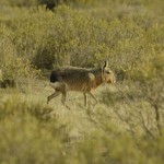 Mara_Peninsula_de_Valdez_Xavier_Amigo_686-2