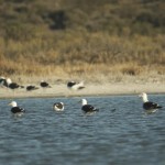 Olrogs_s_Gull_Trelew_Xavier_Amigo_353-2