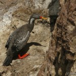 Red-legged_Cormorant_2