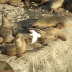 Snowy_Shaetbill_Peninsula_de_Valdez_Xavier_Amigo_476-2