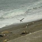 Southern_Giant-Petrel_Peninsula_de_Valdez_Xavier_Amigo_58-2