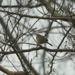 firewood_Gatherer_Necochea_Xavier_Amigo_351-2