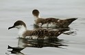 2011-06-27_12-56-45_IMG_4364